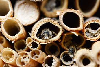Native Bees Children