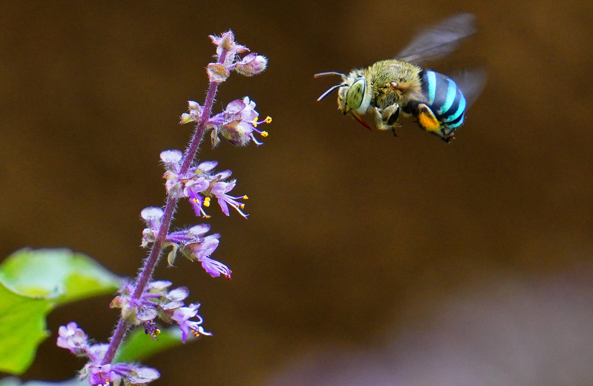 All about bees - Children